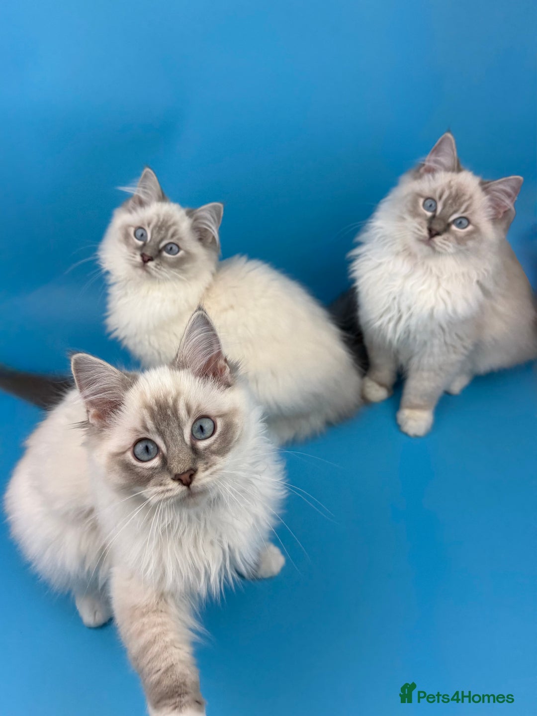Ragdoll cats for sale: 💙 STUNNING GCCF GRCH SIRED RAGDOLL KITTENS 💙 - Advert 4