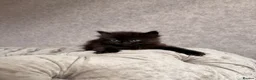 Mixed Breed cats for sale: 3 Gorgeous Kittens (2 Long Haired) - Advert 7