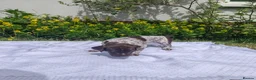 German Shorthaired Pointer dogs for sale: ❤️🐾 GORGEOUS GERMAN SHORTHAIRED POINTER PUPPIES - Advert 9
