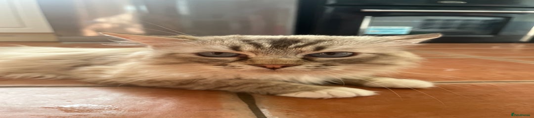Felix