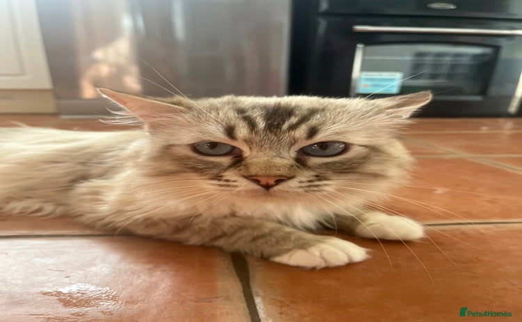 Ragdoll cats - Advert 4