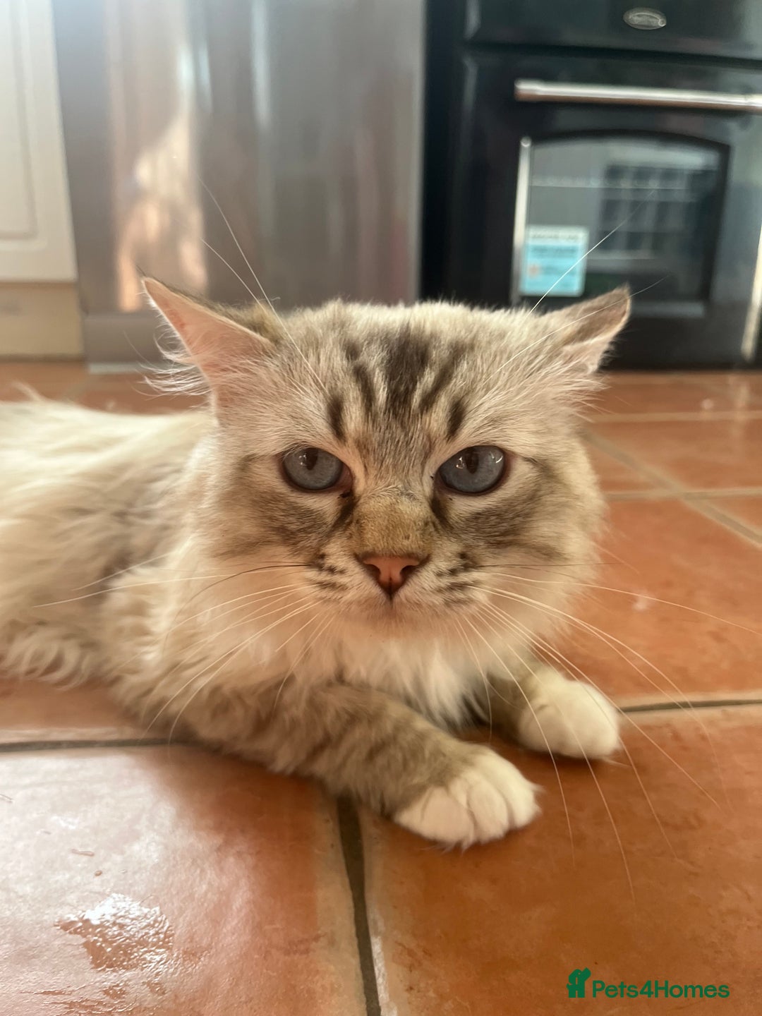 Ragdoll cats for sale: GCCF Male for Sale - Image 1