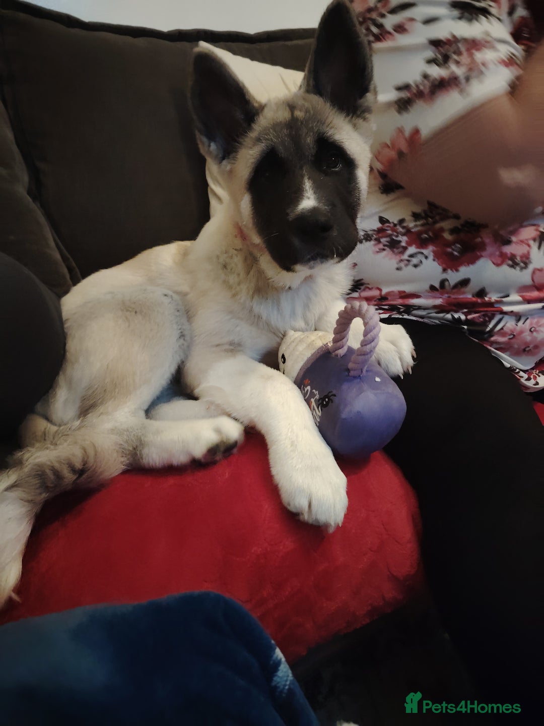 Akita dogs for sale: American akita sky  - Image 3