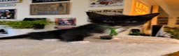 Ragcoon cats for sale: Ragcoon kittens 🐾  - Advert 16
