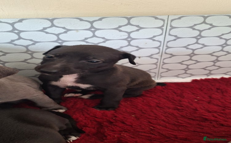 Whippet dogs - Advert 13