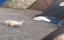 Dwarf Lop rabbits for sale: 2 rabbits one male and female - Advert 1