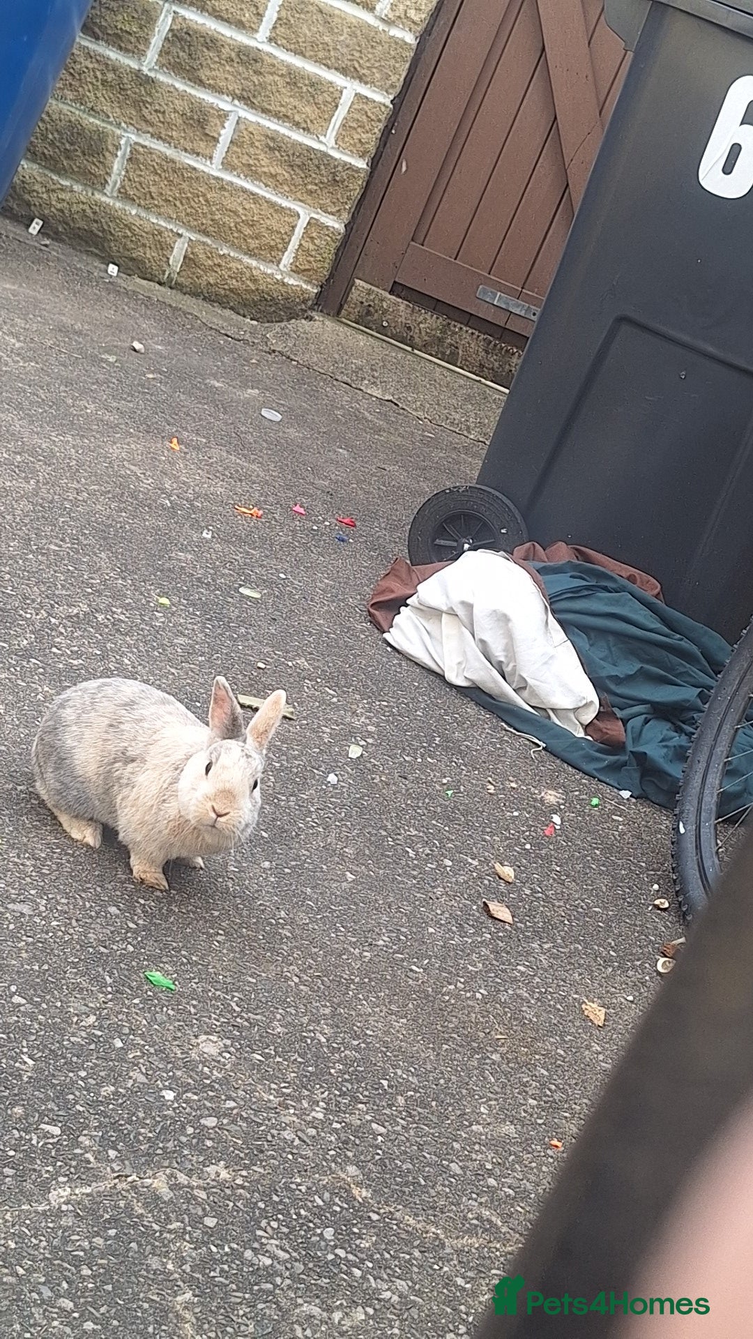 Dwarf Lop rabbits for sale: 2 rabbits one male and female - Advert 1
