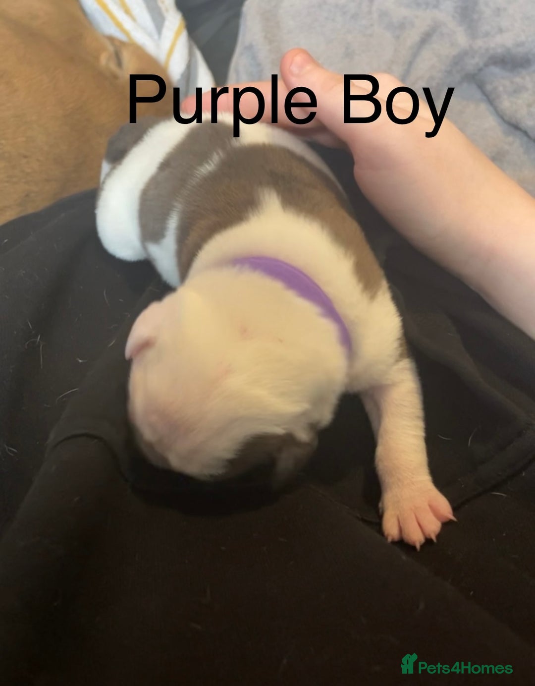 Mixed Breed dogs for sale: Male American Bulldog cross Staffordshire pup - Advert 3