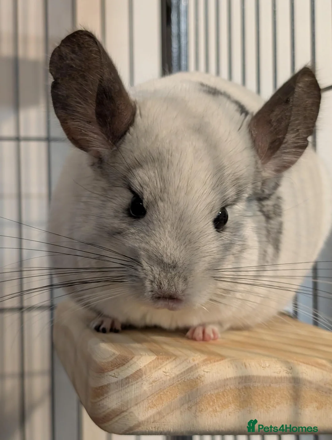 Chinchilla rodents for sale: Two female chinchillas with cage and accessories in Birmingham - Advert 12