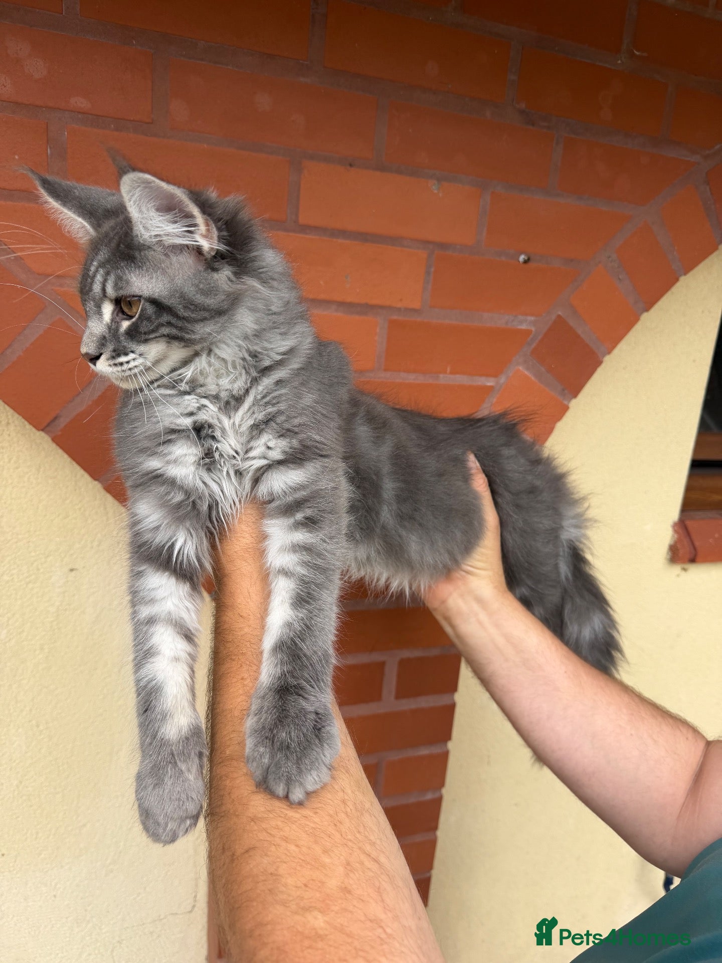 Maine Coon cats ❤️ Beautiful Active Maine Coon XL TICA Kittens ❤️ - Advert 4