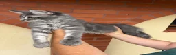 Maine Coon cats for sale: ❤️ Beautiful Active Maine Coon XL TICA Kittens ❤️ - Advert 1