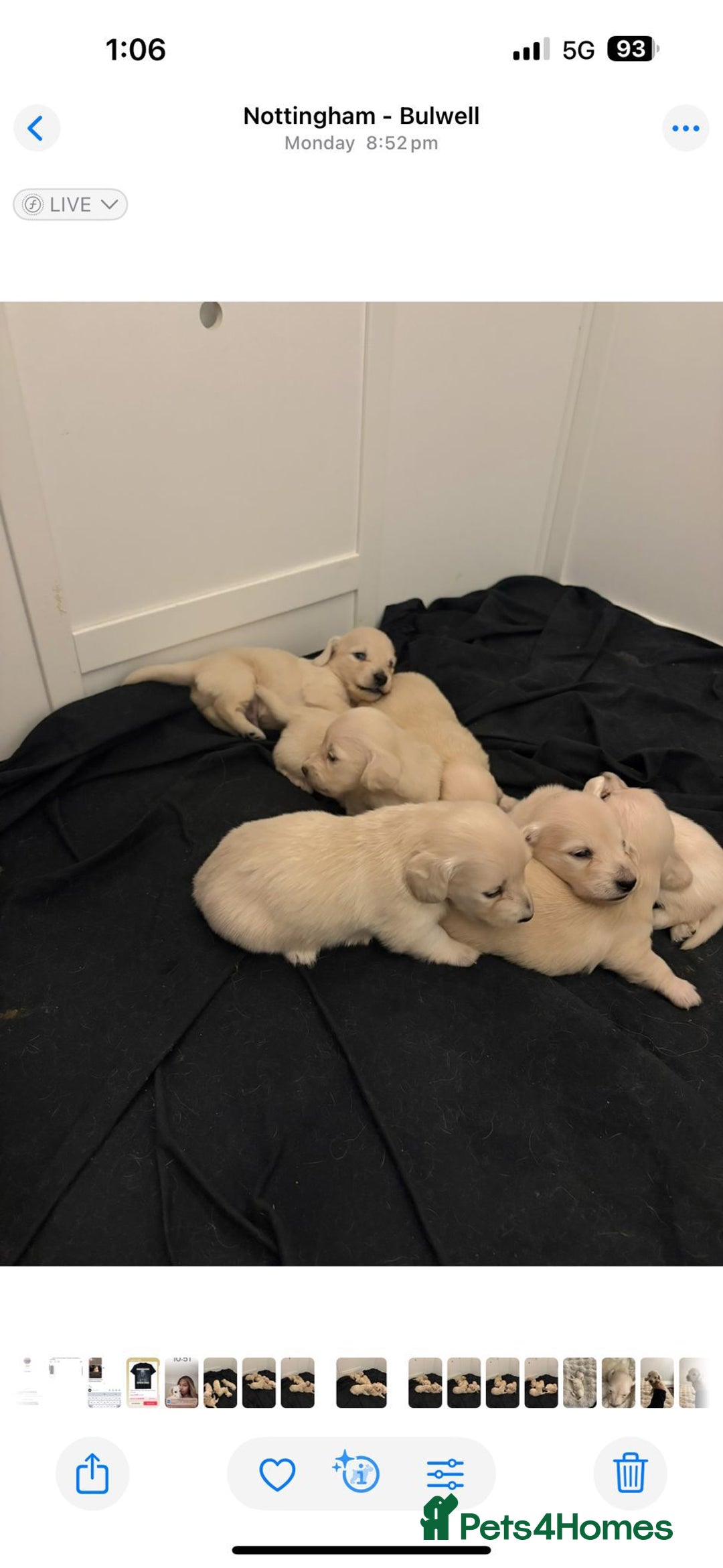 Miniature Dachshund dogs for sale: Miniature long haired cream dachshund puppies  - Advert 10