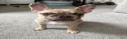 French Bulldog dogs for sale: Male - 6 month old French Bulldog  in Fleet - Advert 5