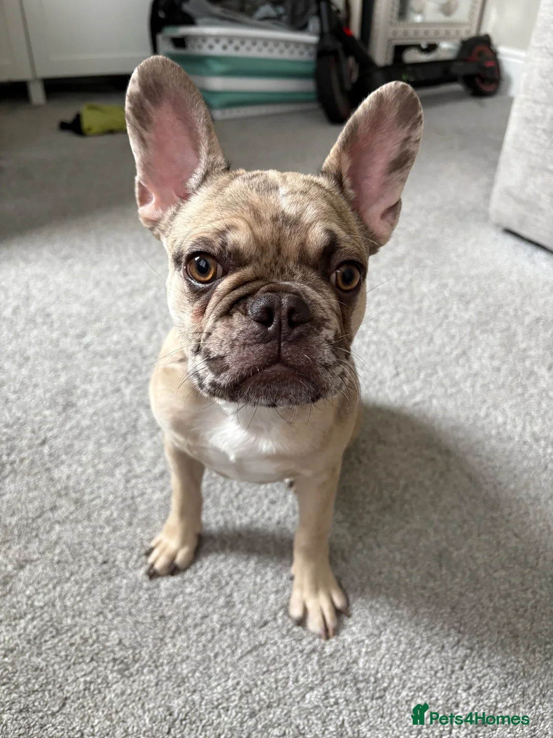 French Bulldog dogs for sale: Male - 6 month old French Bulldog  in Fleet - Advert 5
