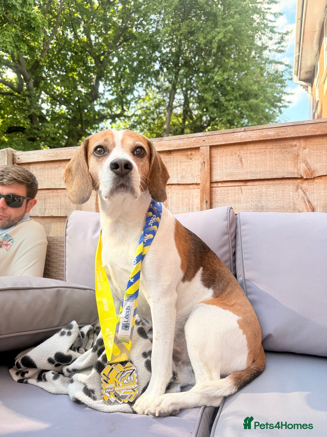 Beagle dogs for stud: Beagle for stud - Image 4