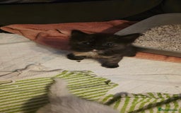 Ragdoll cats for sale: Ragdoll mum kittens - Image 7