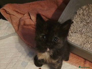 Ragdoll cats - Advert 31