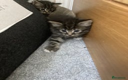 Mixed Breed cats for sale: Big fluffy kittens for sale part Maine coon - Image 5