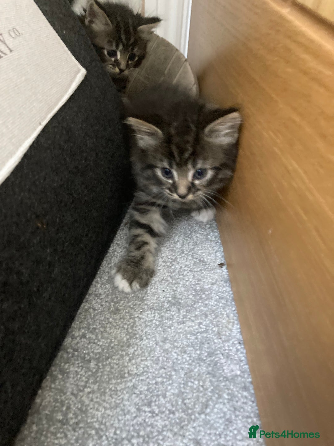 Mixed Breed cats for sale: Big fluffy kittens for sale part Maine coon - Image 5