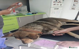 Mixed Breed dogs for adoption: 🐺 WOLFIE – A Brave Soul Ready for a New Life 🖤 - Advert 22