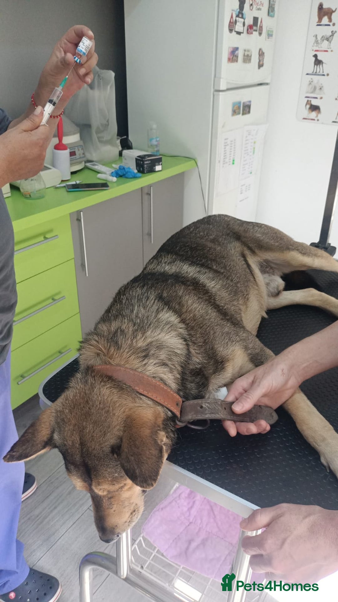 Mixed Breed dogs for adoption: 🐺 WOLFIE – A Brave Soul Ready for a New Life 🖤 - Advert 22