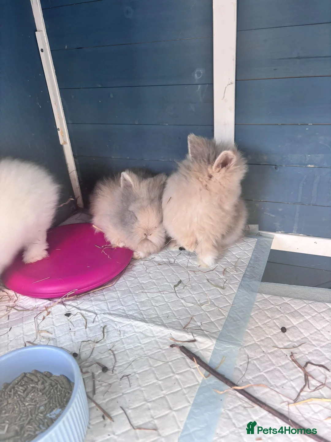 Mixed Breed rabbits for sale: Double Manned Lionhead Dwarf Rabbits  - Advert 2