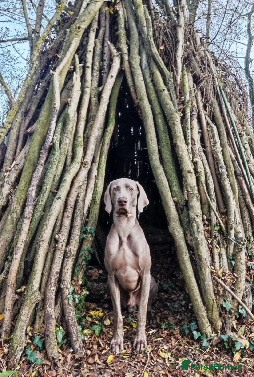 Weimaraner dogs for stud: 🌟Superb🌟Proven🌟Hip Scored🌟KC in Woodbridge - Advert 25