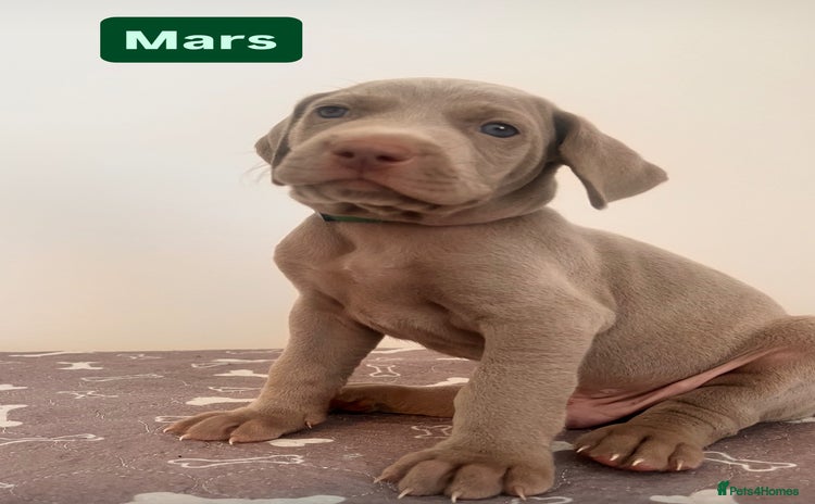Weimaraner dogs - Advert 2