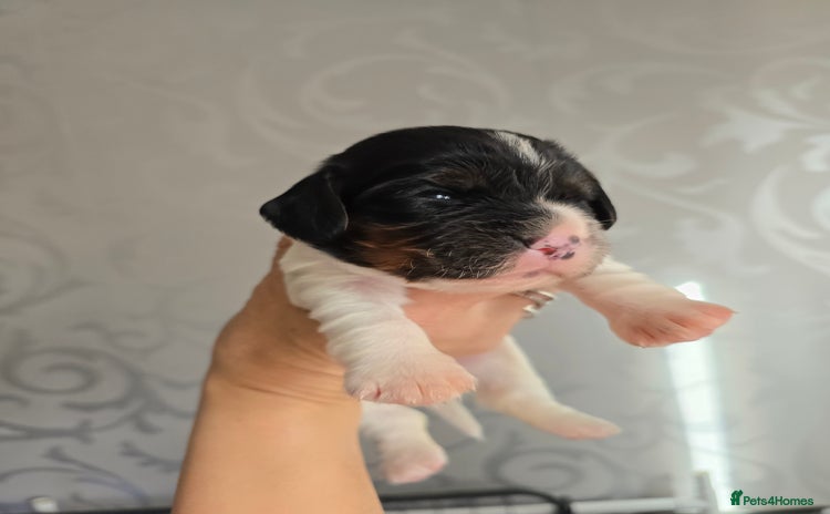 Cocker Spaniel dogs - Advert 1