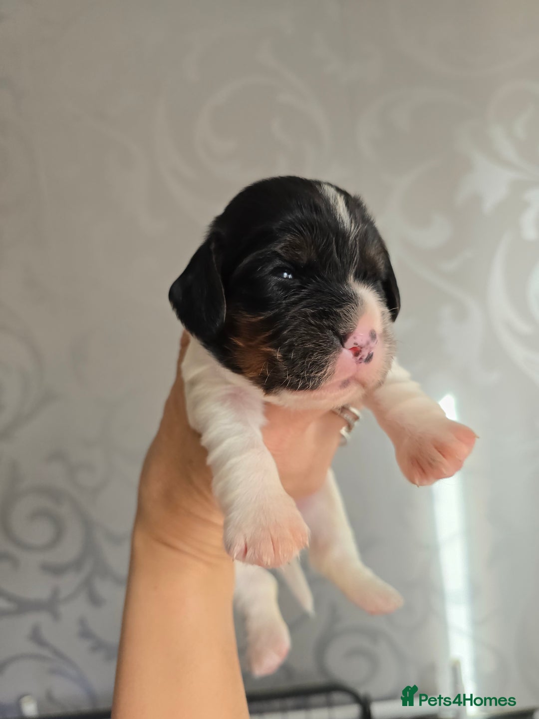 Cocker Spaniel dogs for sale: Last female Pedigree working cocker puppy - Image 7