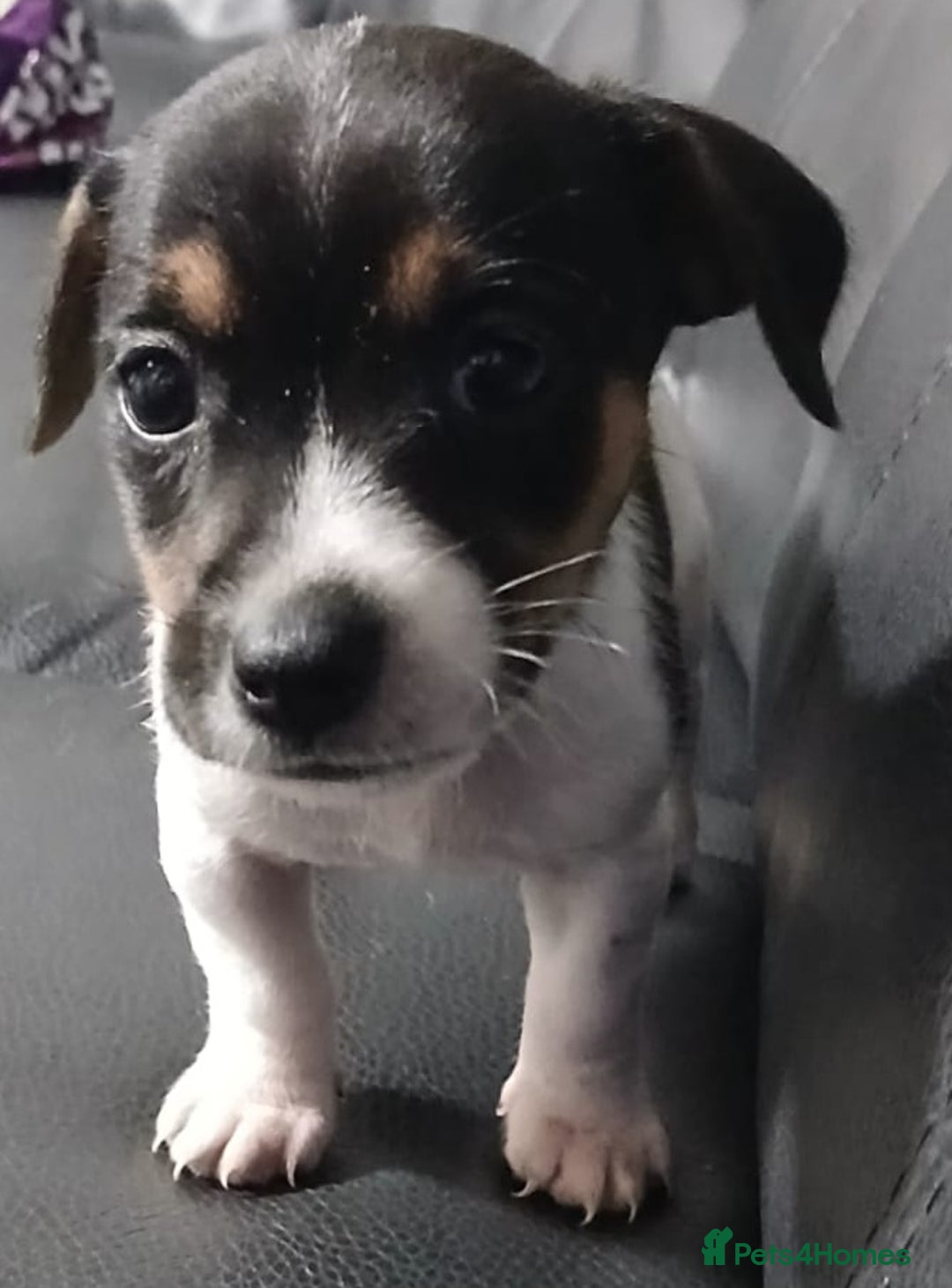 Jack Russell dogs for sale: Jack Russell puppies - Advert 8