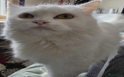 Persian cats for sale: Beautiful & Gentle, white Persian Girl - Image 5