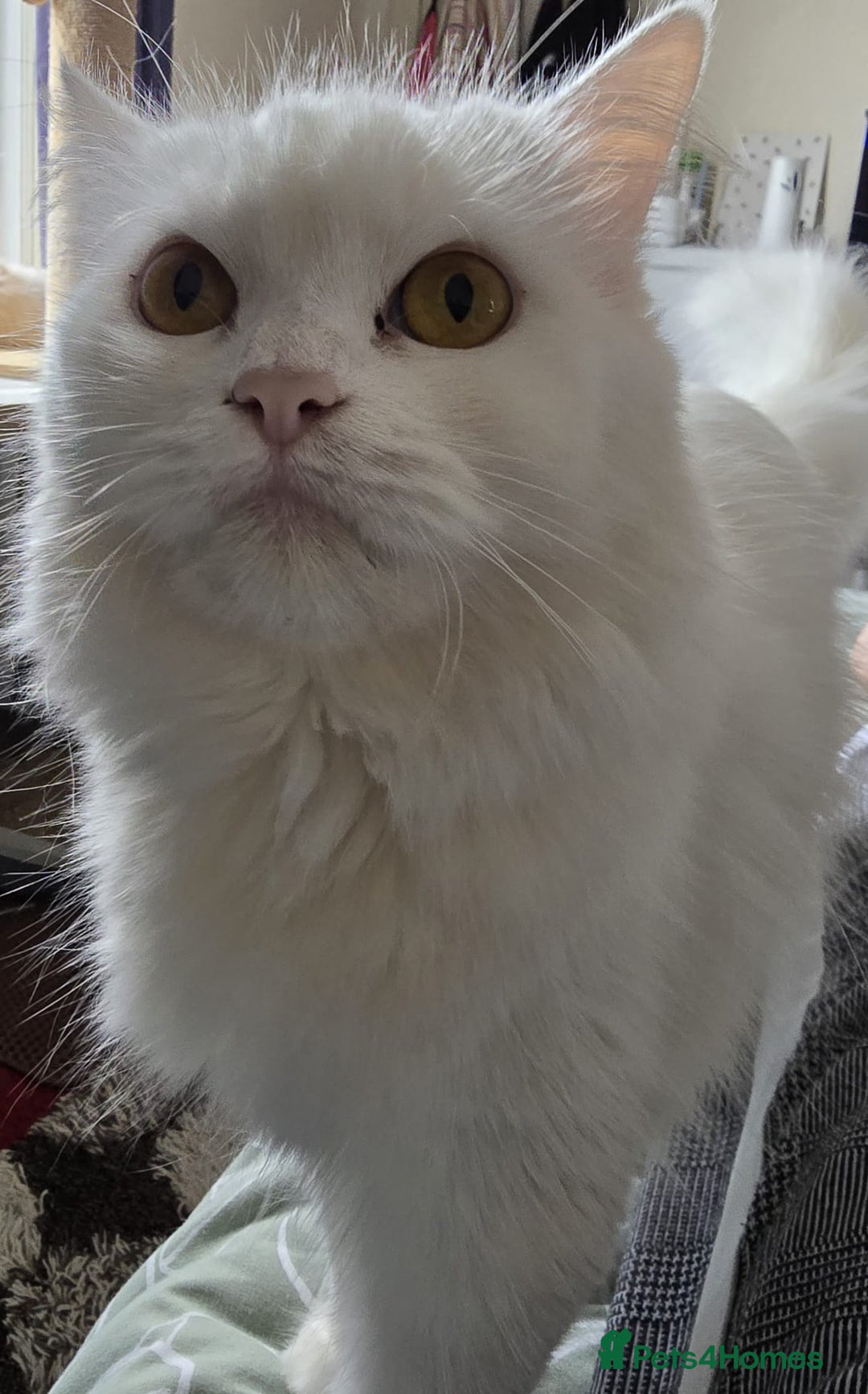 Persian cats for sale: Beautiful & Gentle, white Persian Girl - Image 5