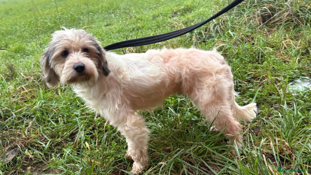 Mixed Breed dogs for adoption: Max - Hingham Norfolk  - Advert 5