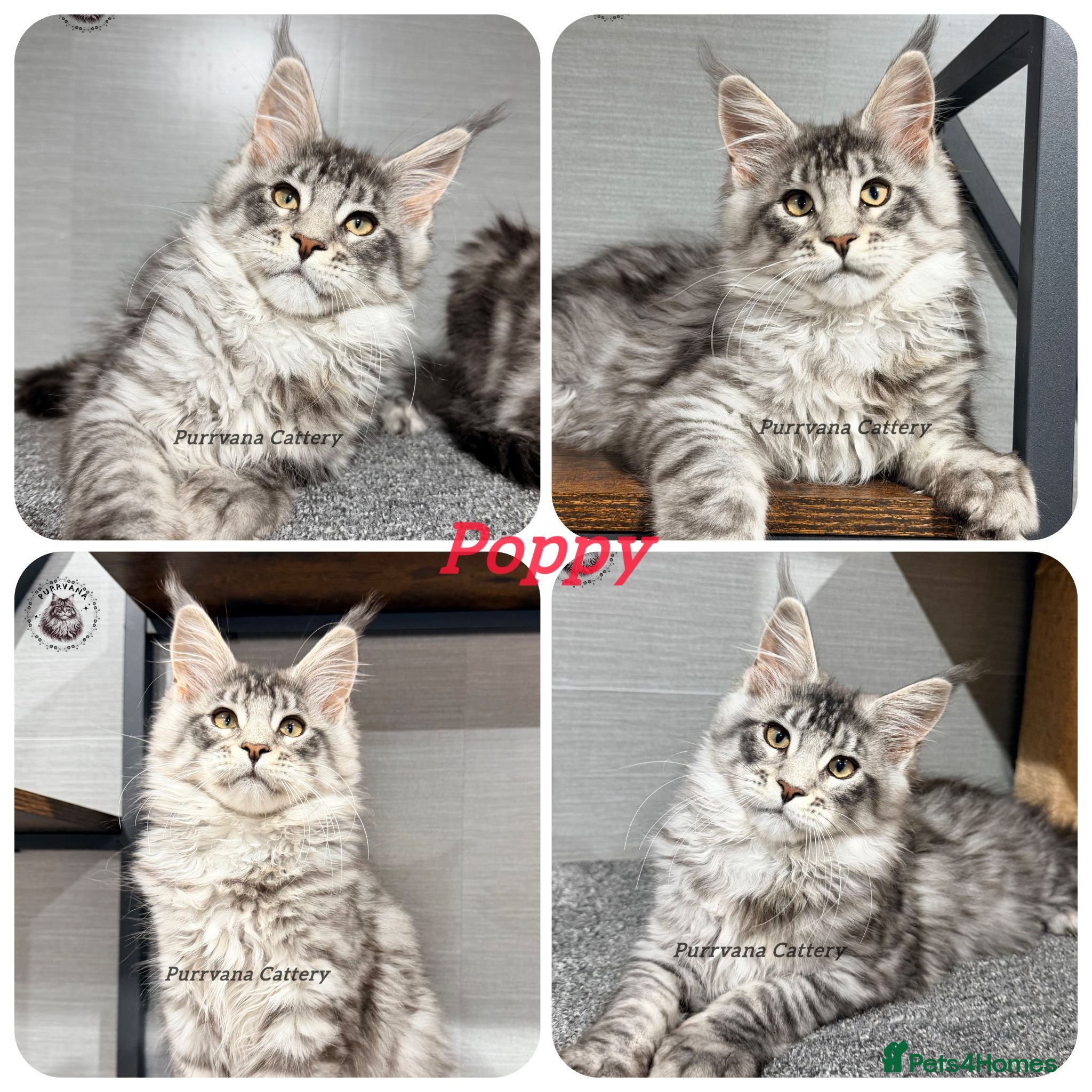 Maine Coon cats TICA registered Maine coon kittens READY NOW - Advert 2
