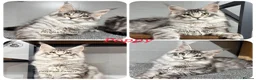 Maine Coon cats for sale: TICA registered Maine coon kittens READY NOW - Advert 2