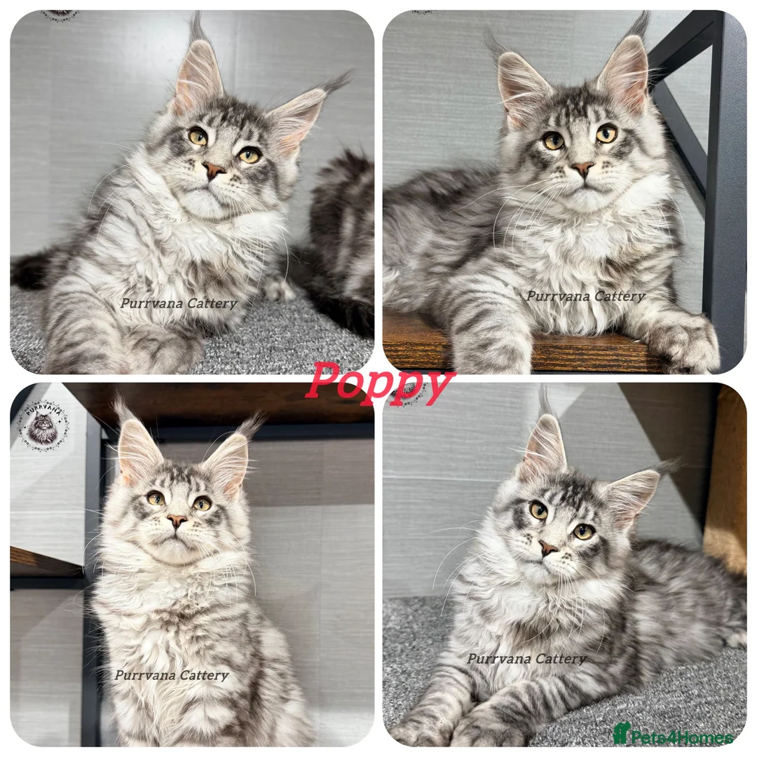 Maine Coon cats for sale: TICA registered Maine coon kittens READY NOW - Advert 2
