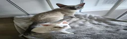 Devon Rex cats for sale: Devon Rex point💙blue eyes💙 - Advert 7