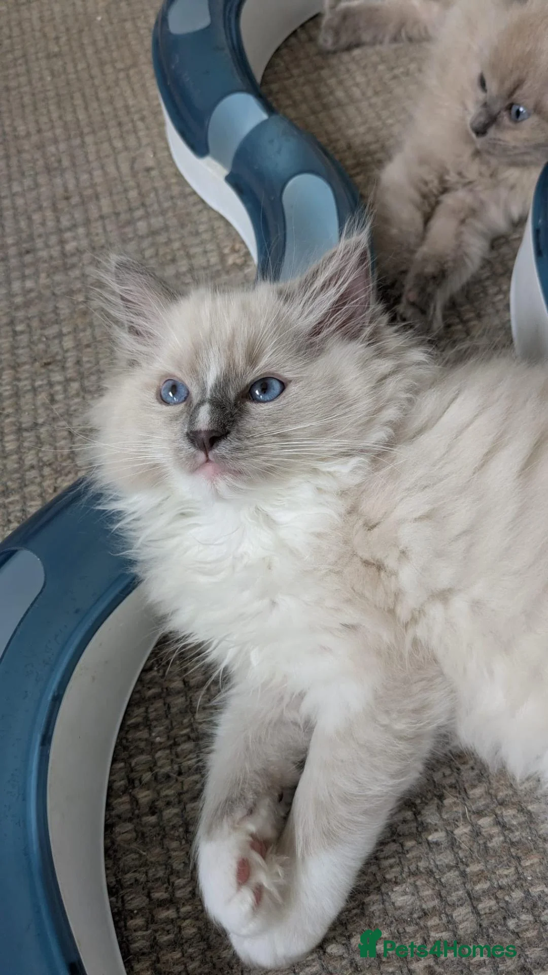 Ragdoll cats for sale: Traditional & Cherubim Ragdoll Kittens -  TICA - Advert 36