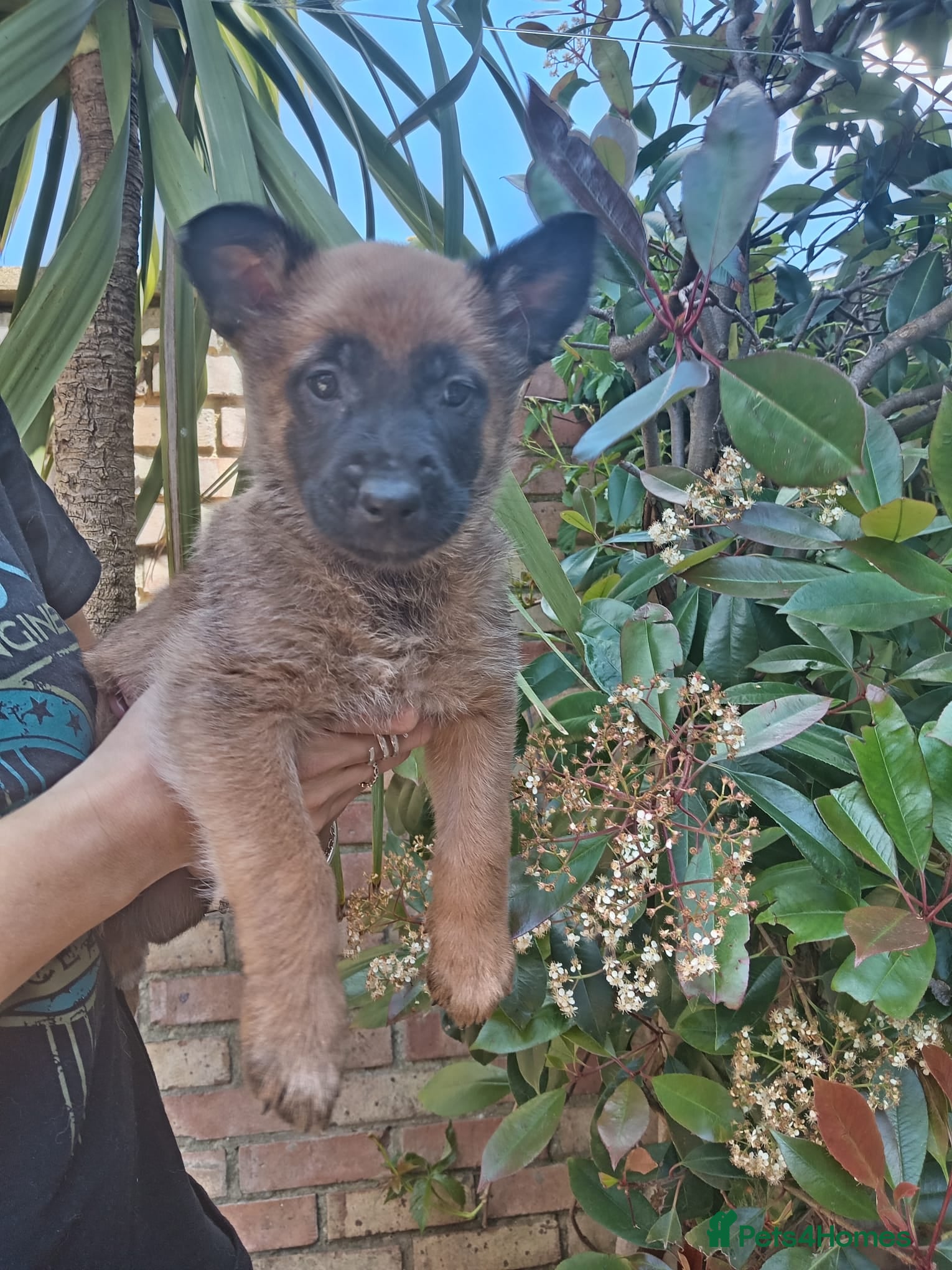 Belgian Shepherd Dog dogs 🔥 Malinois Puppies – Only 2 Boys Left - Advert 7