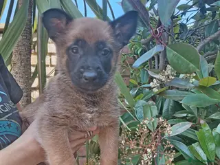 Belgian Shepherd Dog dogs 🔥 Belgian Malinois Puppies – Only 1 Boy Left - Advert 5