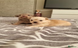 Chihuahua dogs for sale: Small Teacup Chihuahua (Russian/Portuguese lines) - Image 2