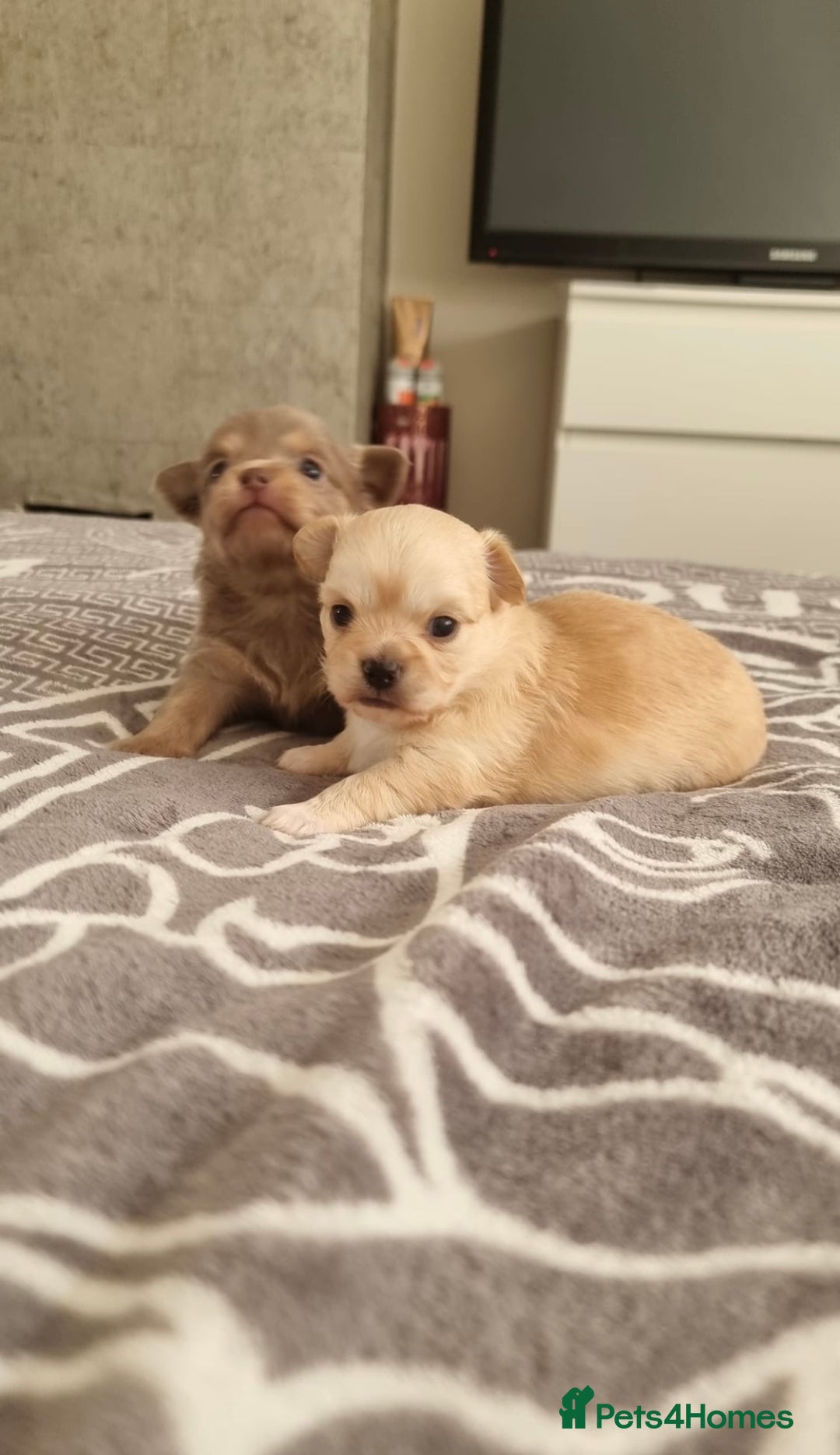 Chihuahua dogs for sale: Small Teacup Chihuahua (Russian/Portuguese lines) - Image 2