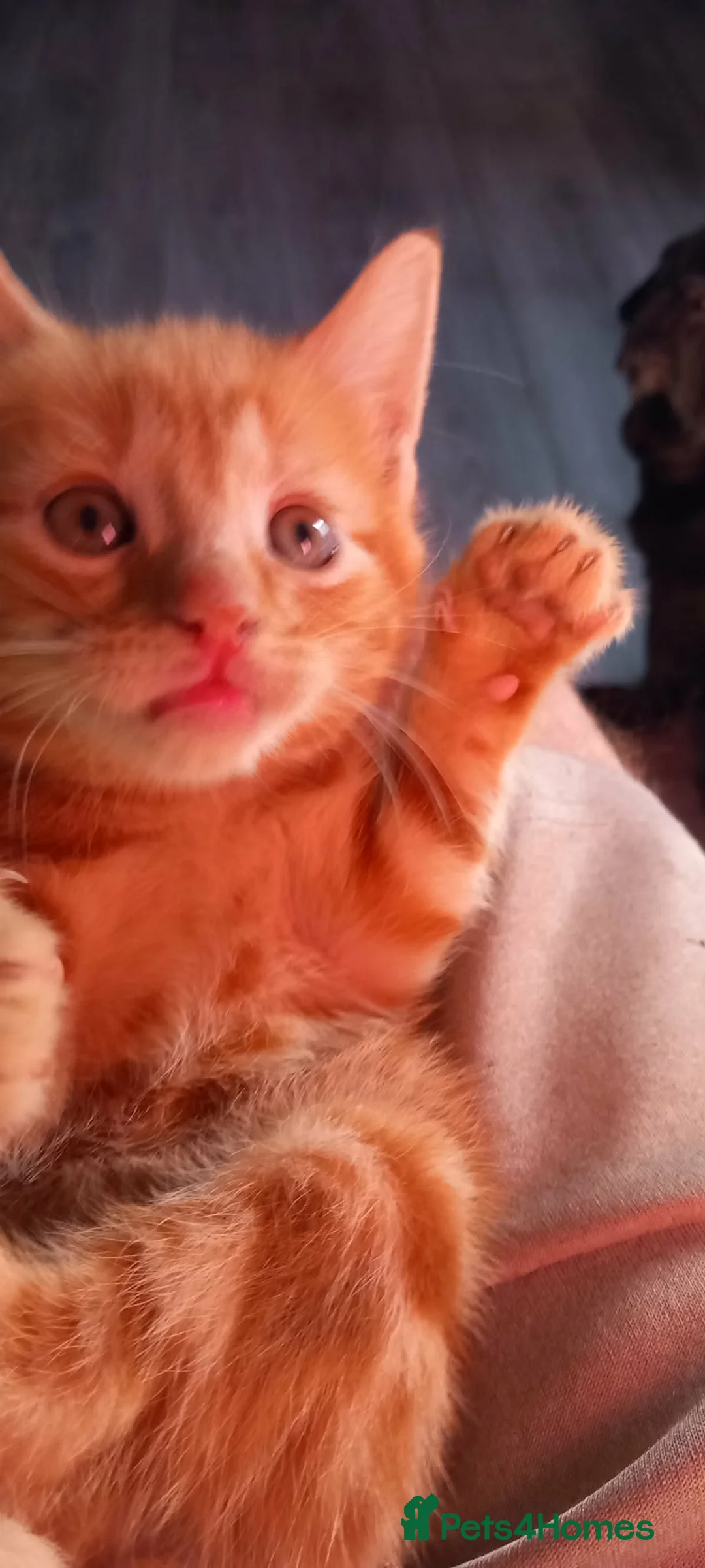 Mixed Breed cats for sale: 8 baby kittens 🐱 🩷🩵 - Advert 10