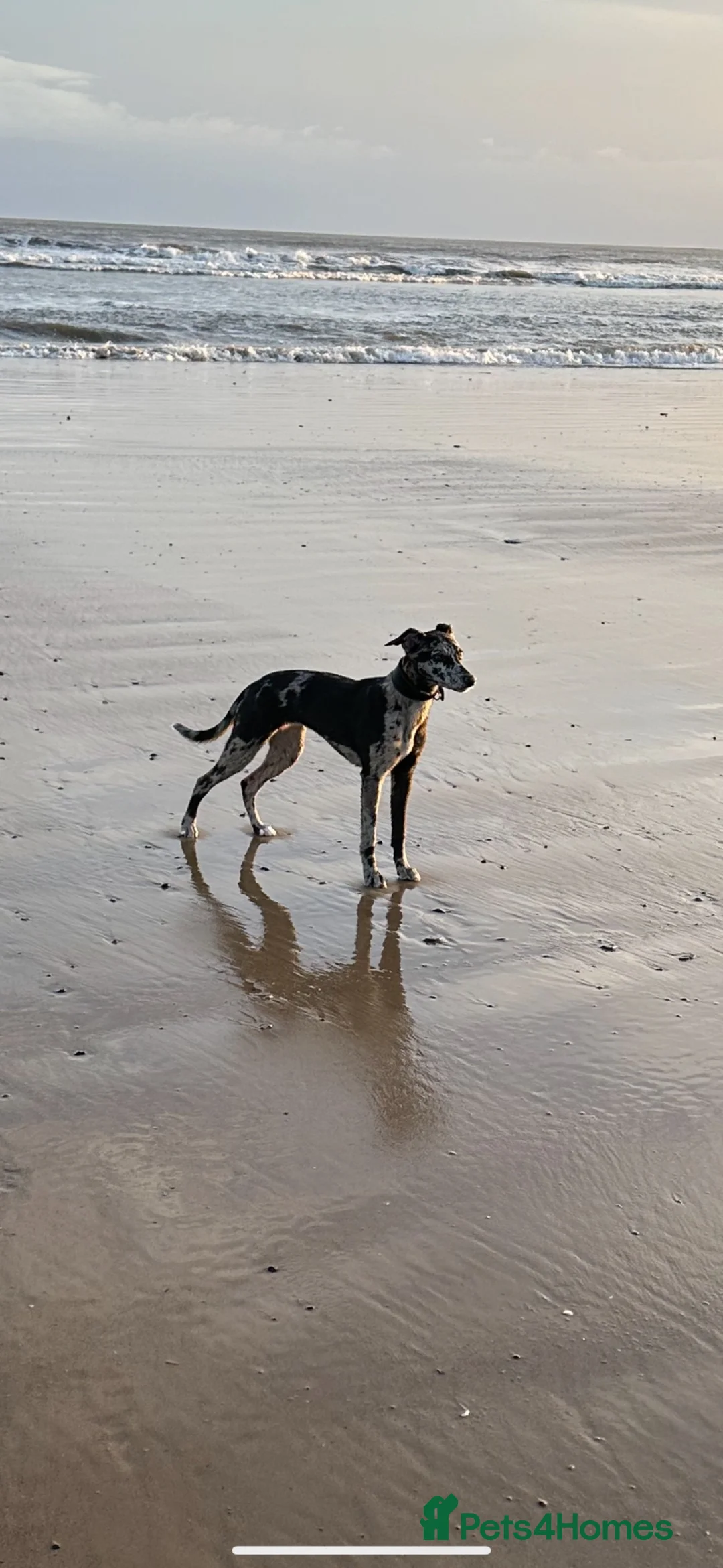 Whippet dogs for sale: Beautiful working whippets  - Advert 1