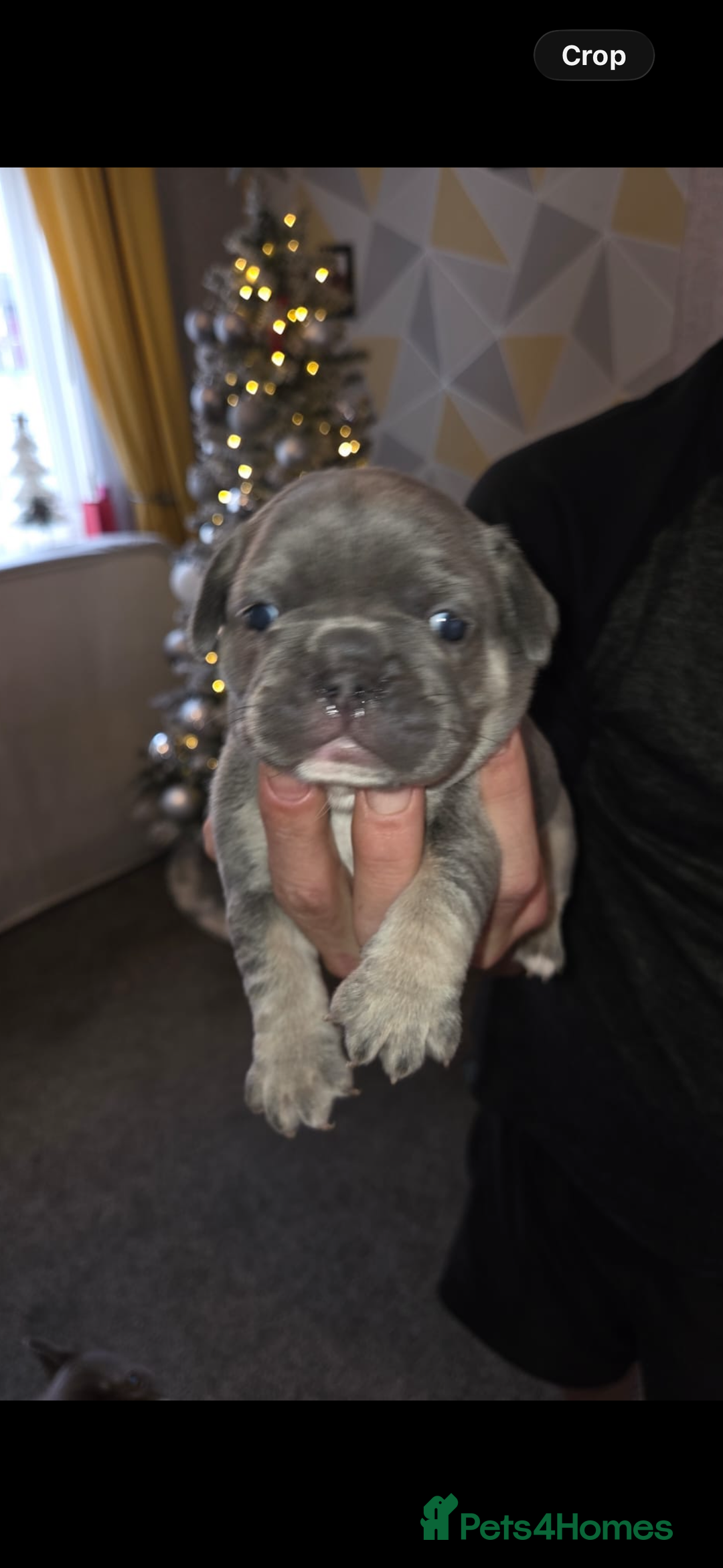 French Bulldog dogs for sale: French bulldog puppies - Advert 2