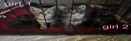 Mixed Breed cats for sale: 🤍3 adorable kittens🤍 - Advert 3