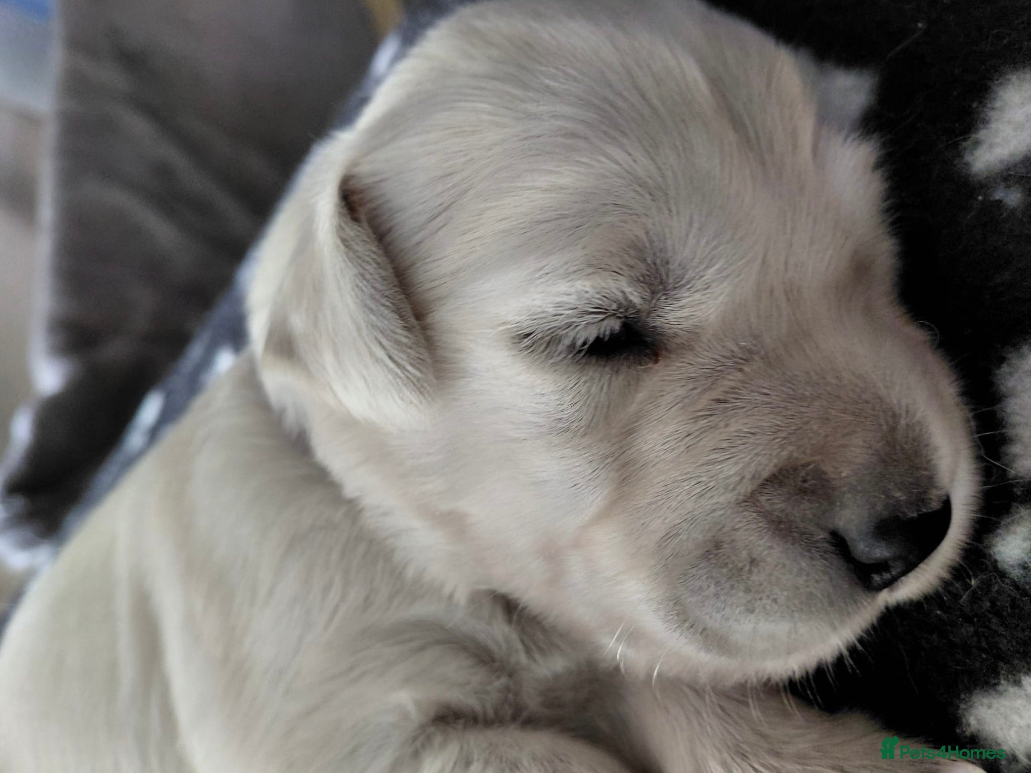 Golden Retriever dogs Beautiful litter of Cream Golden Retrievers KC reg - Advert 4