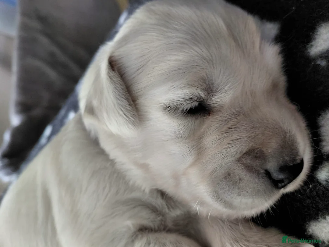 Golden Retriever dogs for sale: Golden retriever puppies, KC reg, last boy!!!! - Advert 2