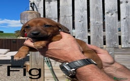 Mixed Breed dogs for sale: Stunning DNA heath test Collie x Hungarian Viszla - Image 10